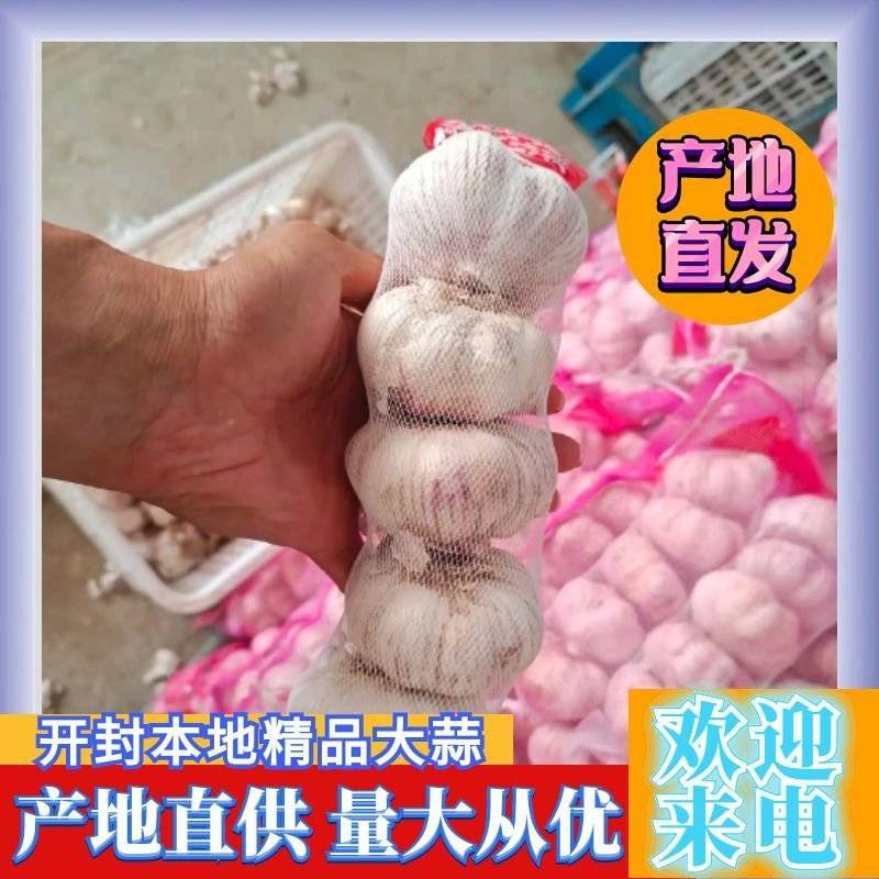 开封本地精品早熟大蒜，把蒜，把子蒜，蒜头，扒皮蒜，大吨位供应