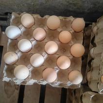 正大食品土鸡蛋，粉白皮。8.46元/公斤，仅支持自提