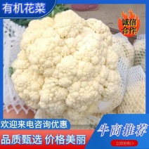 本地陆地新鲜头茬花菜，大量有货，质优价廉，一手货源，