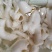 牛黄喉火锅食材牛黄喉耳朵中段牛黄喉带头牛黄喉