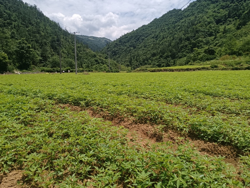 基地直销