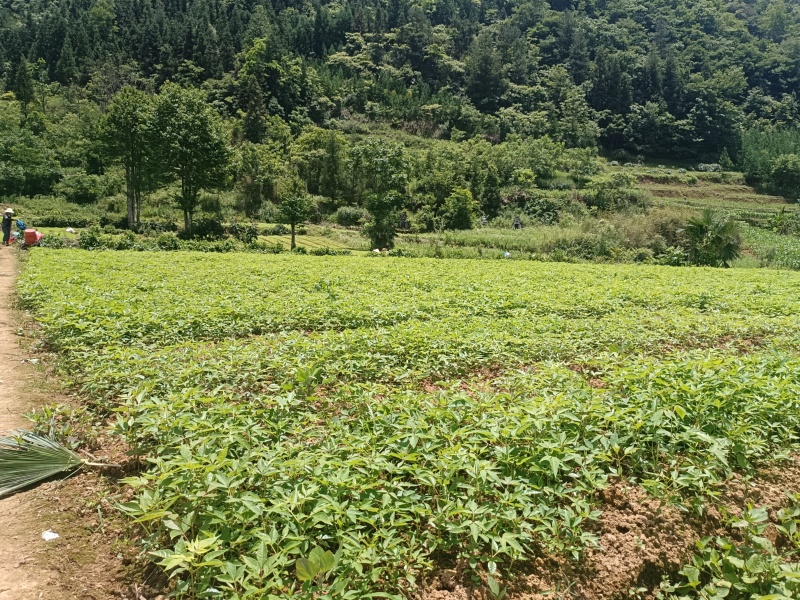 基地直销