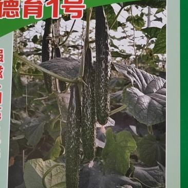 德瑞特，德育1号，抗高温，瓜条顺直，短把蜜刺