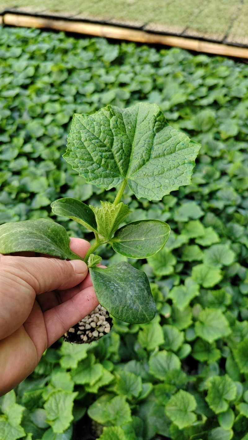 德瑞特，德育1号，抗高温，瓜条顺直，短把蜜刺