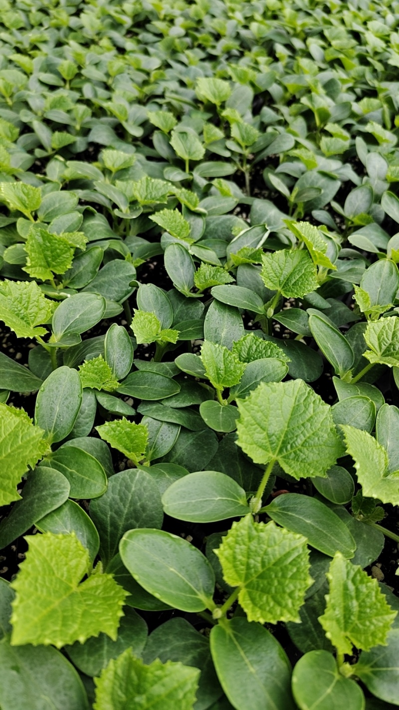 德瑞特，德育1号，抗高温，瓜条顺直，短把蜜刺