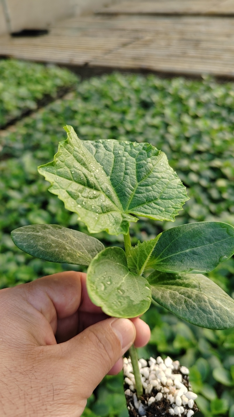德瑞特，德育1号，抗高温，瓜条顺直，短把蜜刺