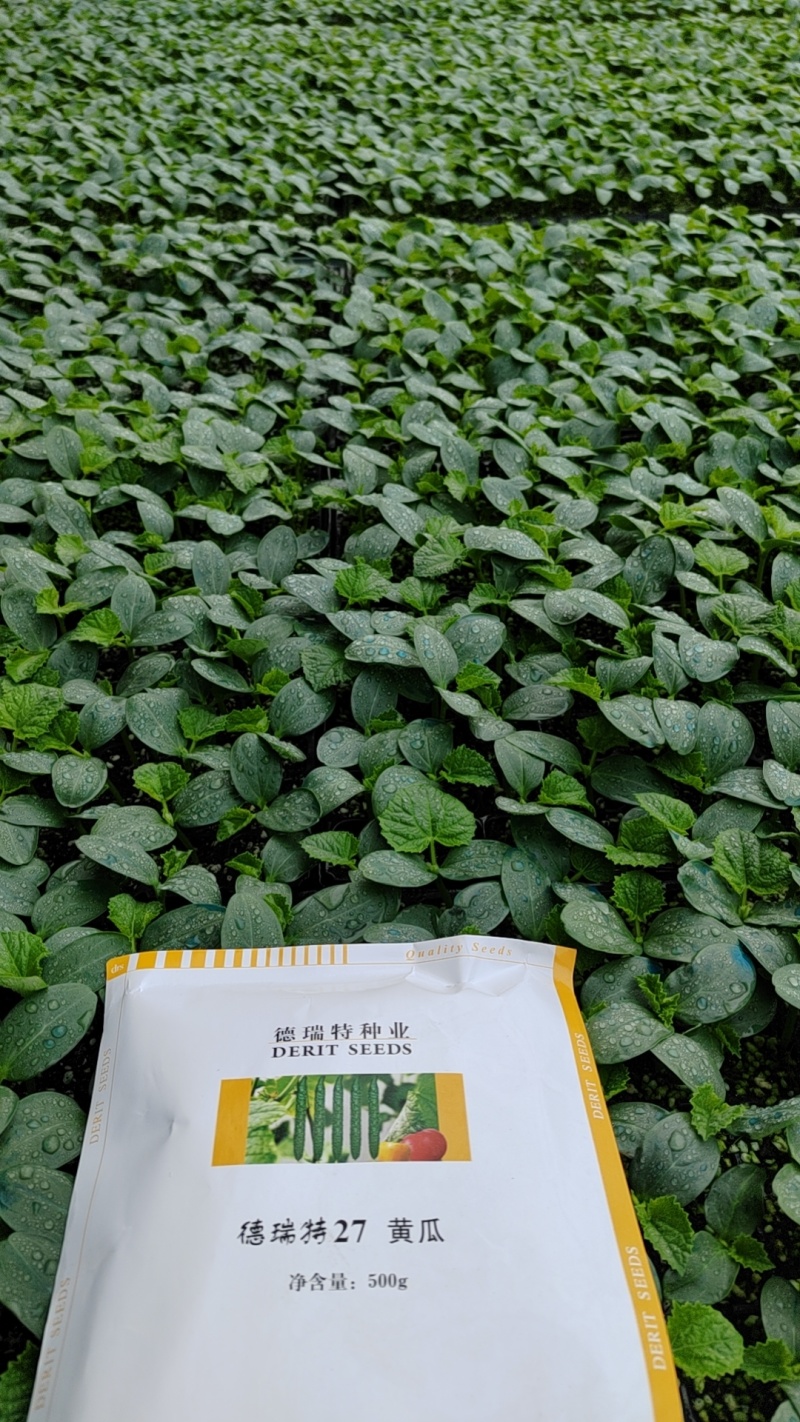 德瑞特，德育1号，抗高温，瓜条顺直，短把蜜刺