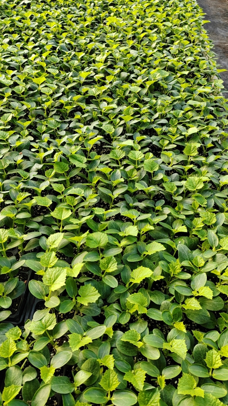 德瑞特，德育1号，抗高温，瓜条顺直，短把蜜刺