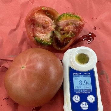 老味道番茄大量上市