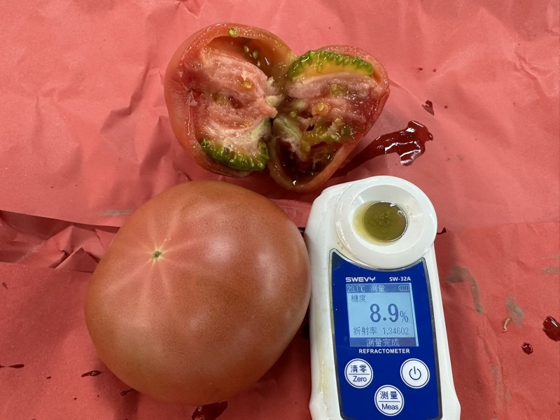老味道番茄大量上市