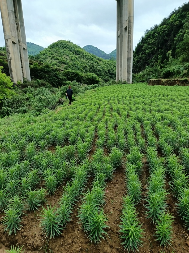 鲜百合