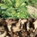 带朱砂点苍术片中药材无硫家种、过三号筛子干净、实物拍摄
