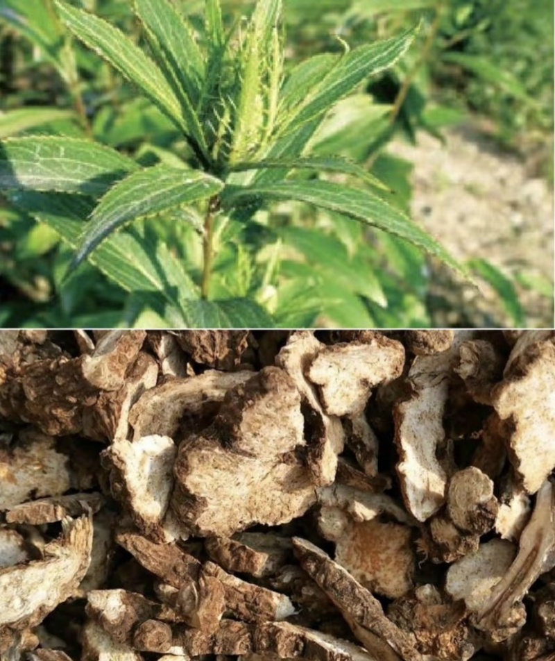 带朱砂点苍术片中药材无硫家种、过三号筛子干净、实物拍摄