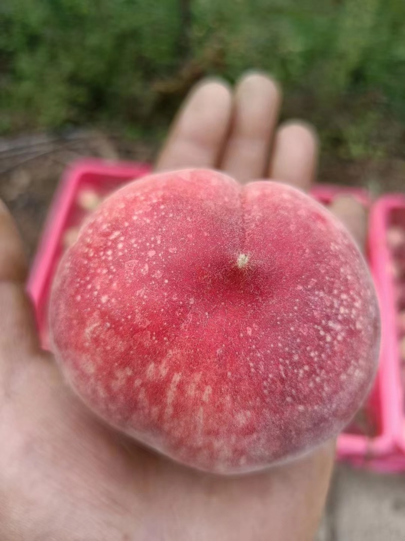 《精品毛桃》春雪突围红桃一号红不软大量有货，