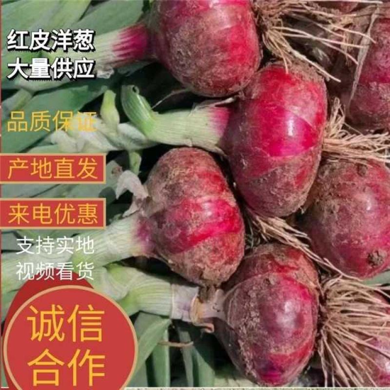 洋葱红皮洋葱产地直发品质保证量大从优欢迎联系