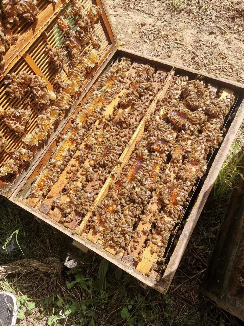 精品蜂蜜百花蜜货源充足一手货源量大从优欢迎咨询