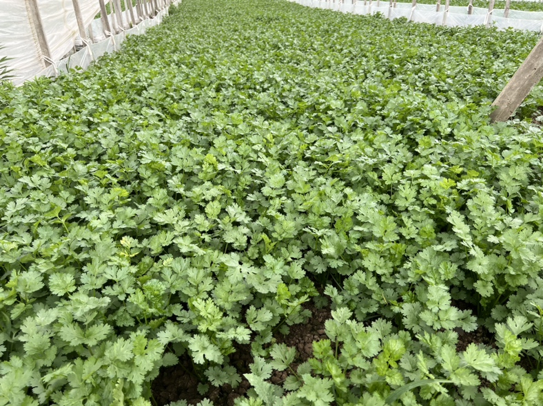 一片绿油油的香菜种植田,阳光照射下叶片鲜嫩,农民正在田间查看香菜长势,背景为温室大棚结构,地面湿润,香菜整齐排列 香菜田间生长实景图