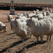 内蒙古鄂尔多斯阿尔巴斯山羊