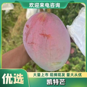 【推荐】攀枝花精品凯特芒果大量上市中产地实发可视频选货！