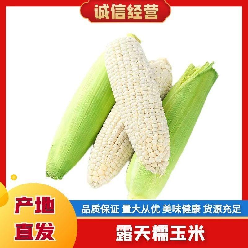 【精选】精品糯玉米大量供应品质保证量大从优热销中