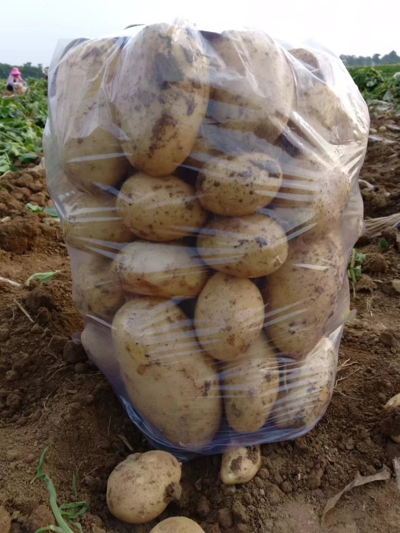 湖北土豆🥔大量上市