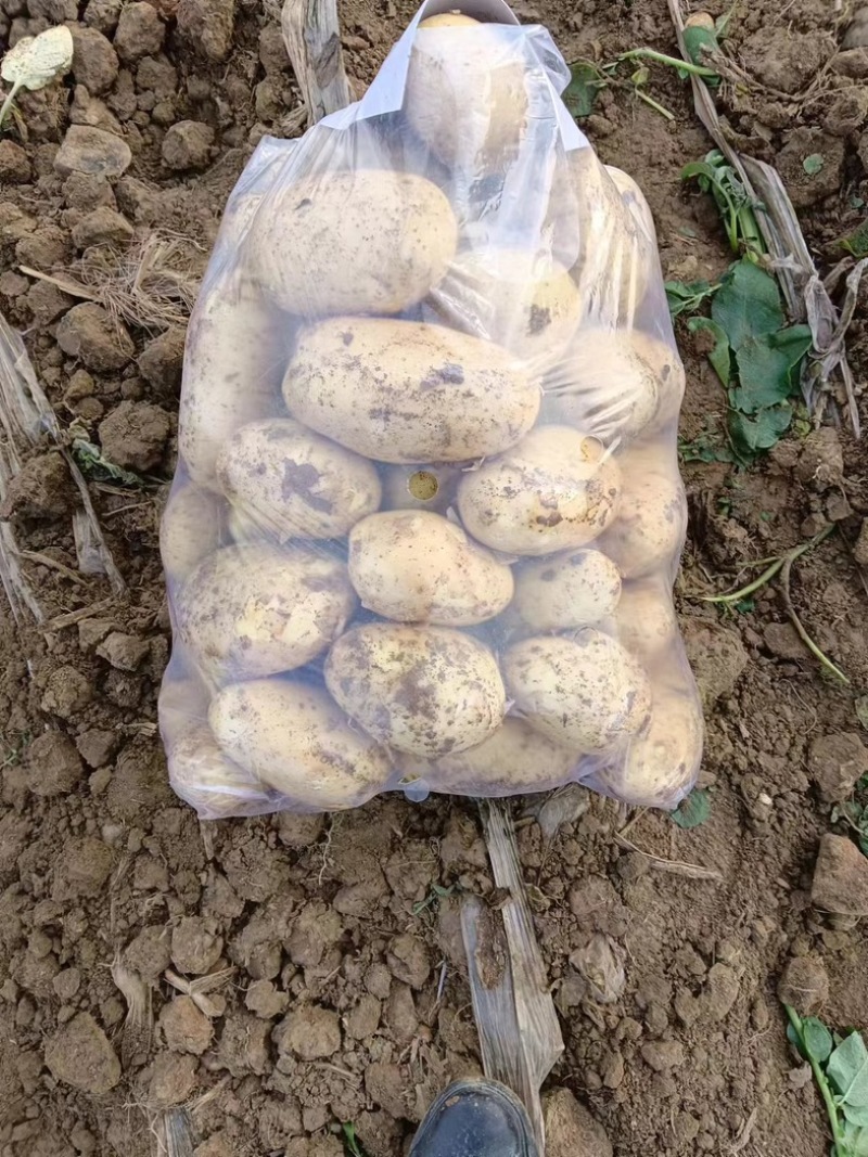 湖北土豆🥔大量上市