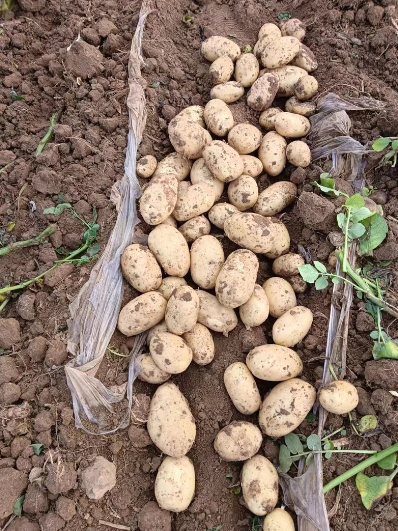 湖北土豆🥔大量上市