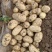 湖北土豆🥔大量上市