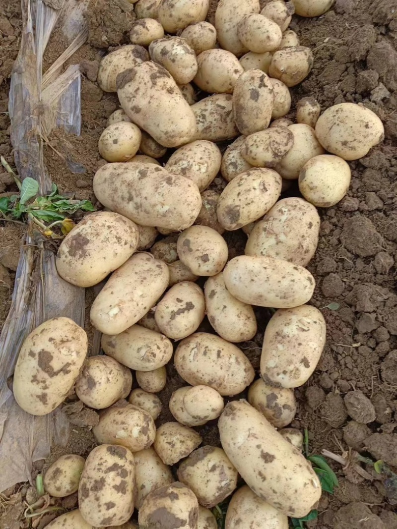 湖北土豆🥔大量上市