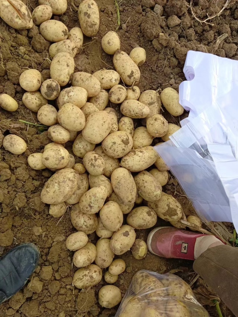 湖北土豆🥔大量上市