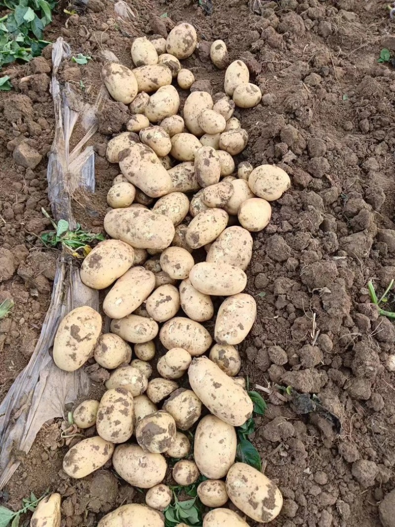 湖北土豆🥔大量上市