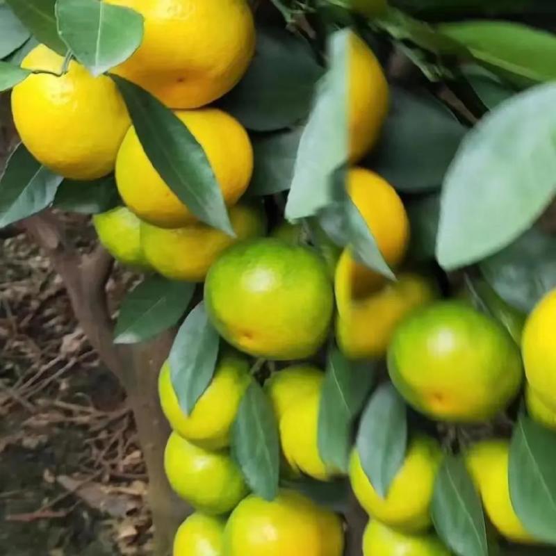【热卖中】湖北高山蜜橘/大皮薄/口感甜蜜产地直发全国