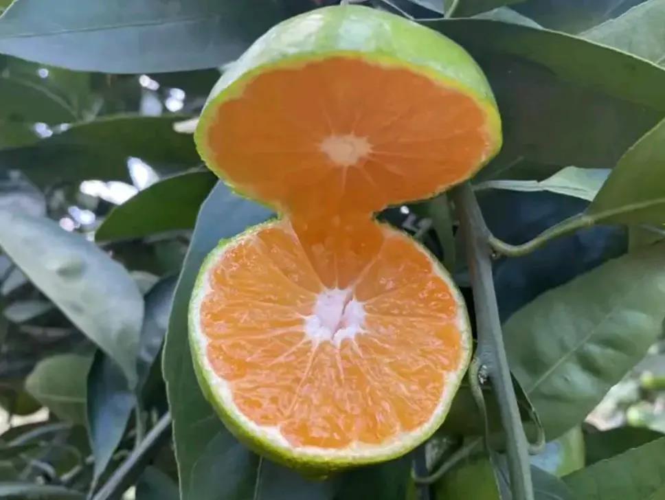 丰城蜜橘成熟果实特写