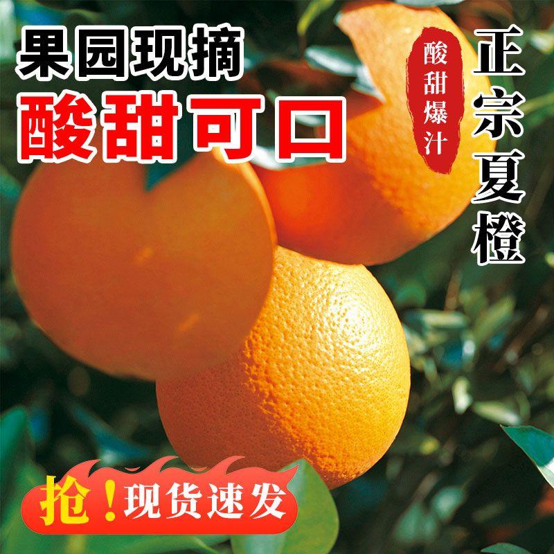 【夏橙】新鲜美味应季水果酸甜可口皮薄多汁大量供应
