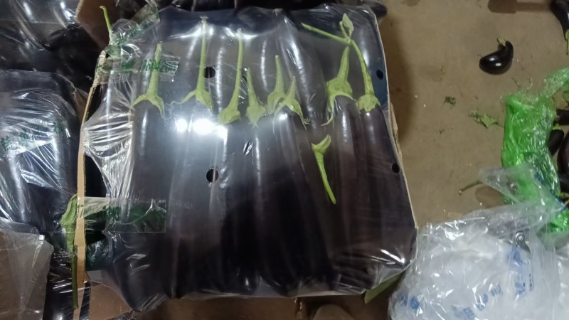辽宁暖棚绿库长茄大量上市，产地直发，欢迎各位客商前来采购