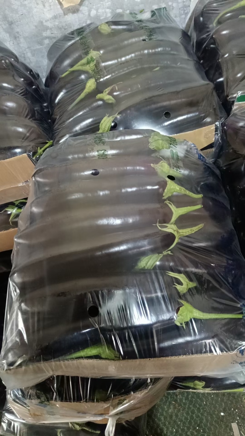 辽宁暖棚绿库长茄大量上市，产地直发，欢迎各位客商前来采购