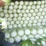 大量供应精品黄心菜专业团队合作共赢