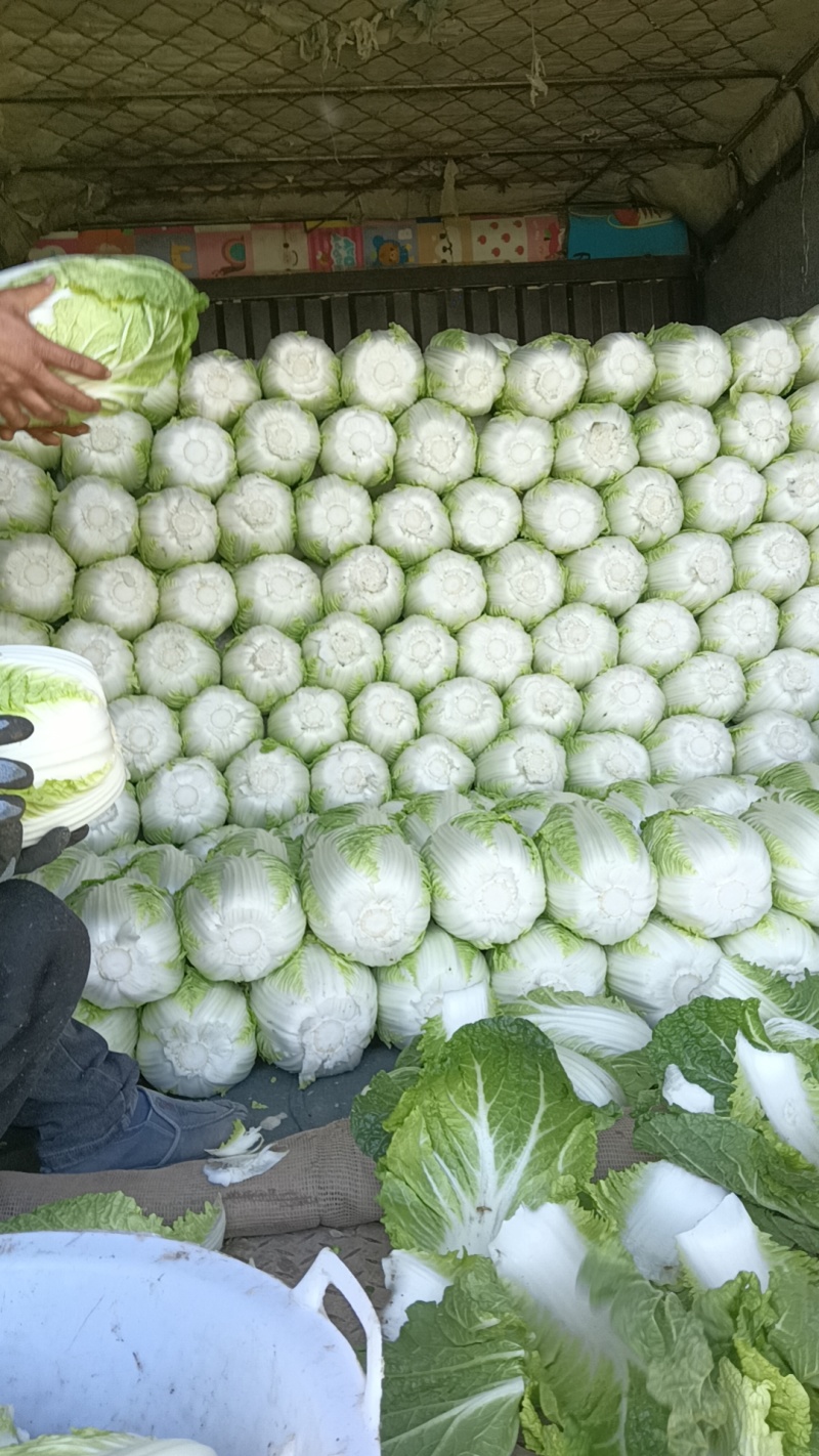 大量供应精品黄心菜专业团队合作共赢