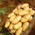 湖北精品黄心土豆，产地大量上，价优可看货欢迎