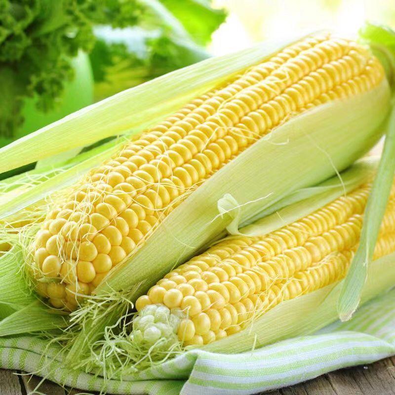 【推荐】湖北恩施巴东县精品甜玉米八月一号大量供应产地批发