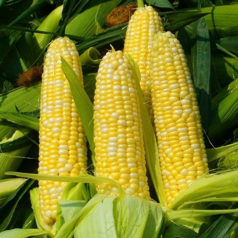 【推荐】湖北恩施巴东县精品甜玉米八月一号大量供应产地批发