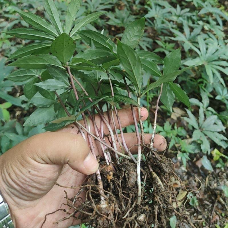 重楼华重楼优良种子育苗