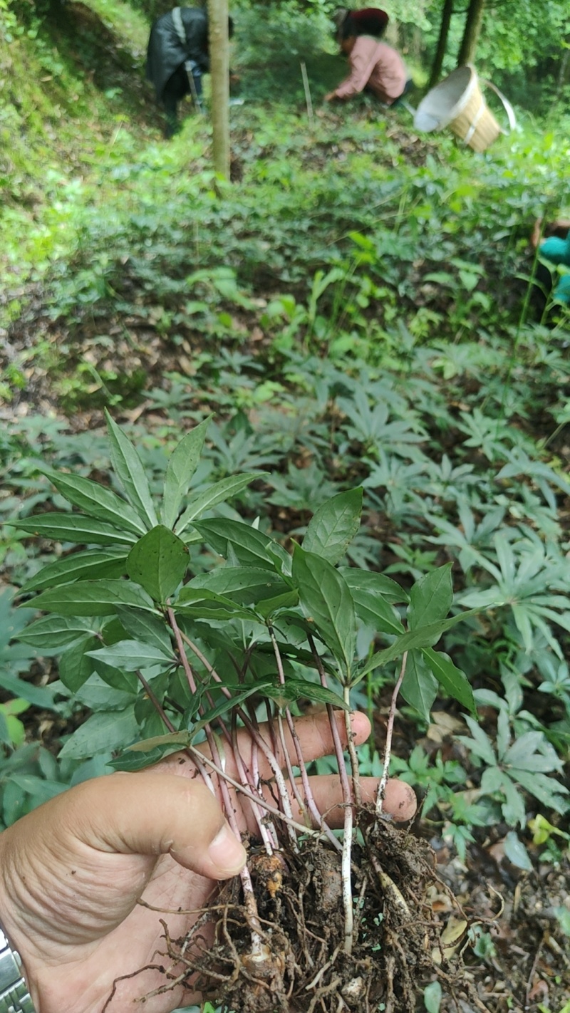 重楼华重楼优良种子育苗