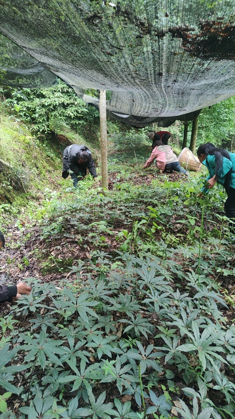 重楼华重楼优良种子育苗