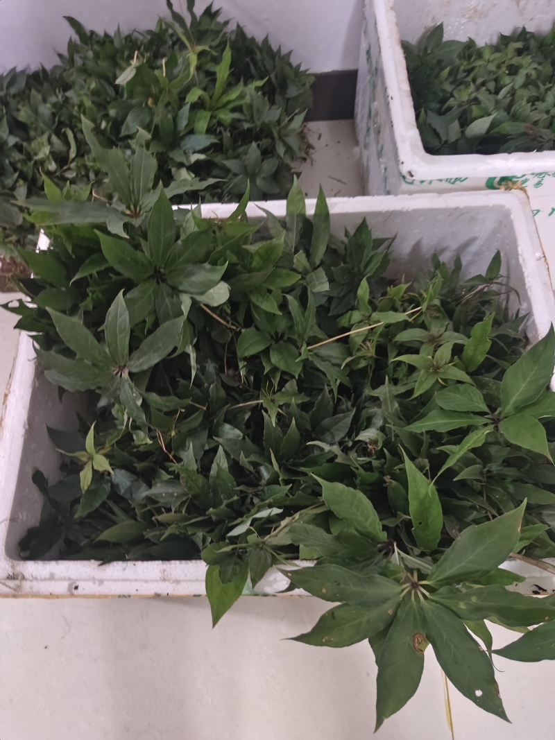 重楼华重楼优良种子育苗