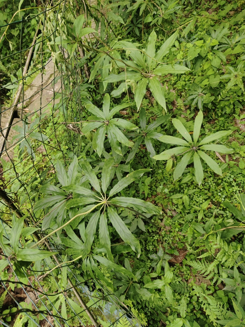 重楼华重楼优良种子育苗