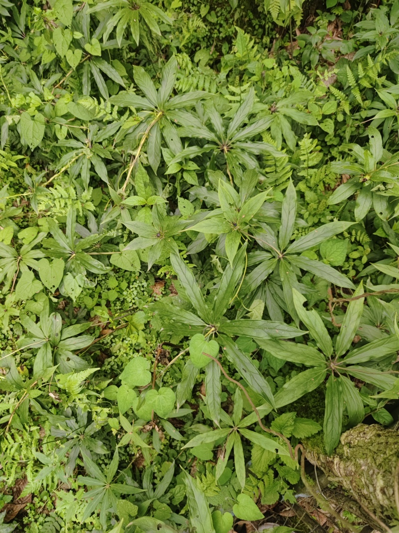 重楼华重楼优良种子育苗