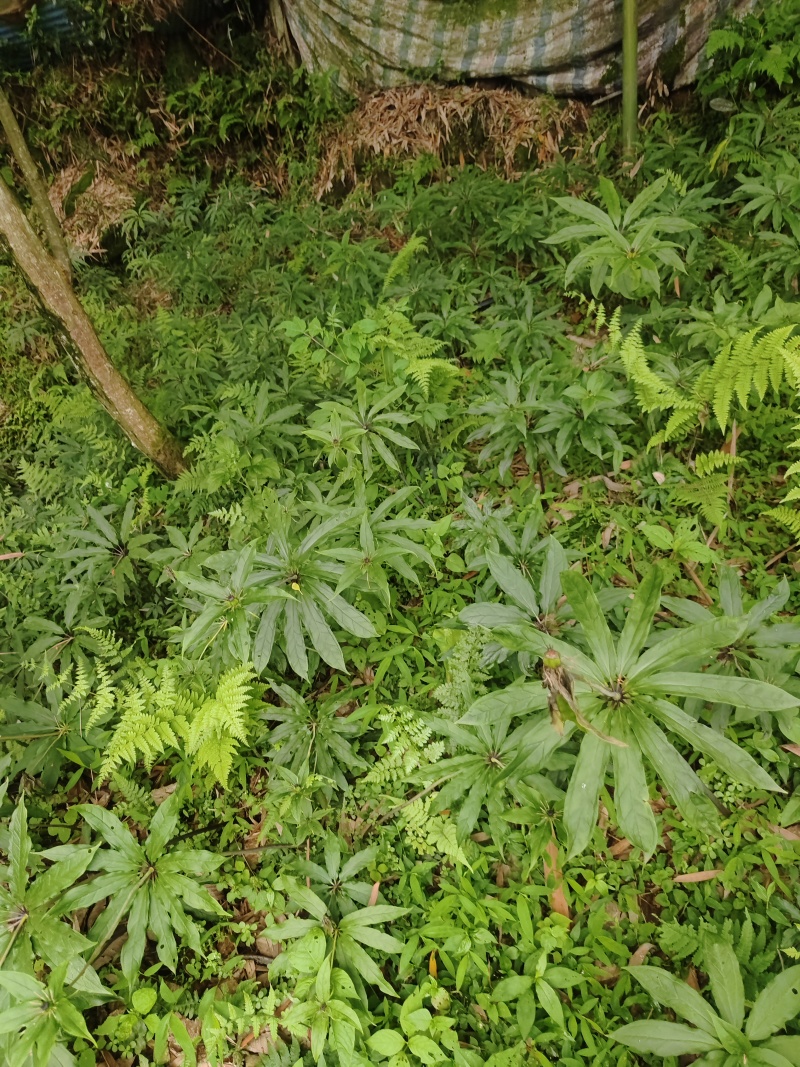 重楼华重楼优良种子育苗