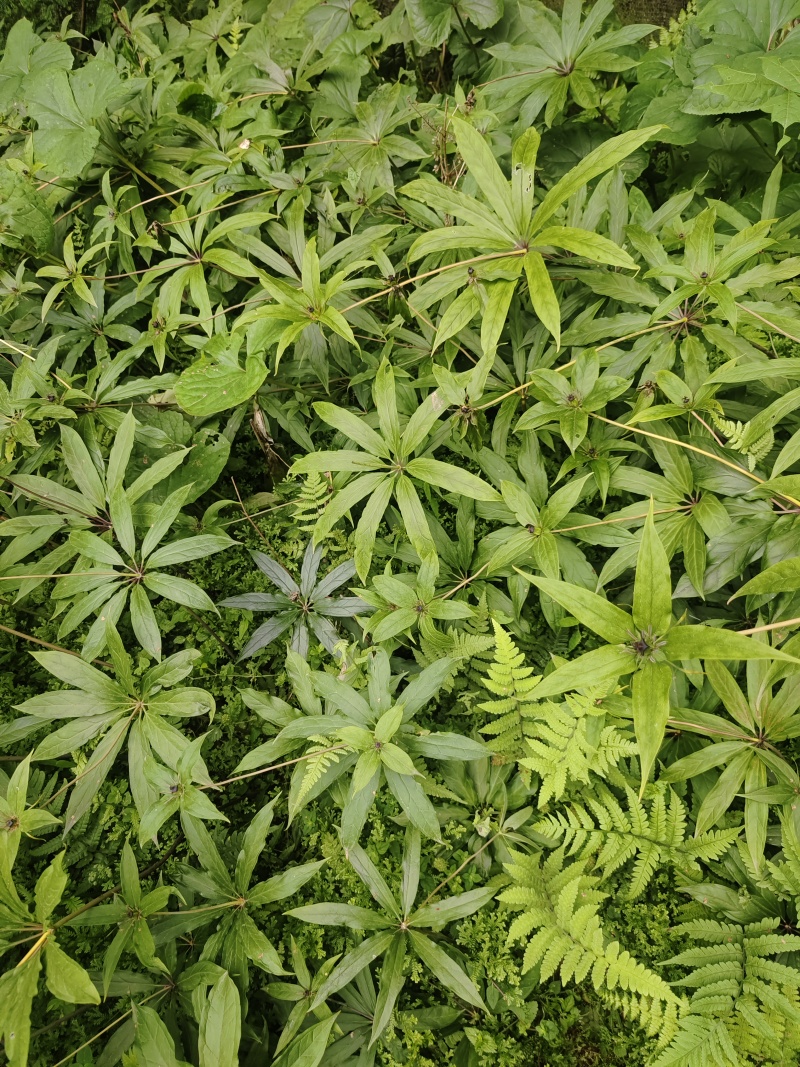 重楼华重楼优良种子育苗