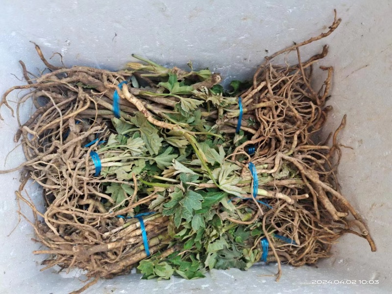 通草通心草